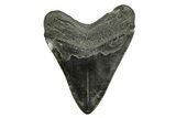 Fossil Megalodon Tooth - South Carolina #254586-2
